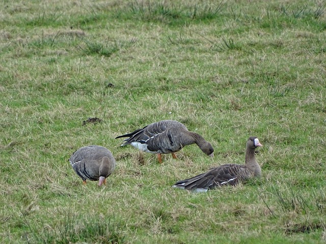 这一进球不 这一进球不